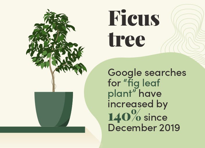 Faux ficus tree info - blog post by Blooming Artificial