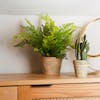Forest fern on console table