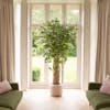 Artificial ficus benjamina liana tree in large window