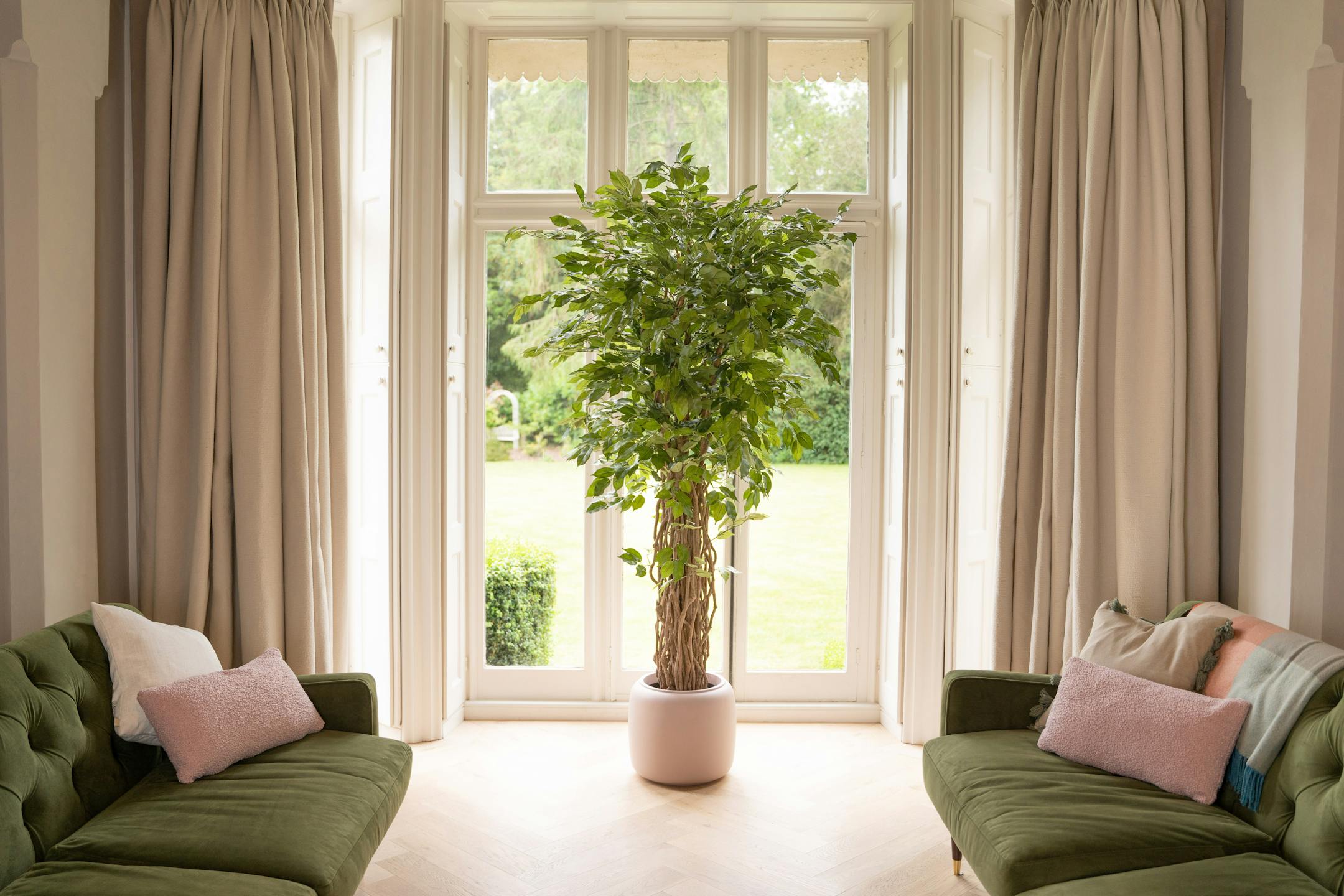 Artificial ficus benjamina liana tree in large window