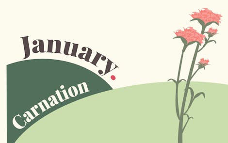 January birth flower - carnation