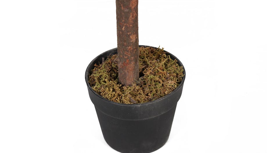 Budget bay tree pot