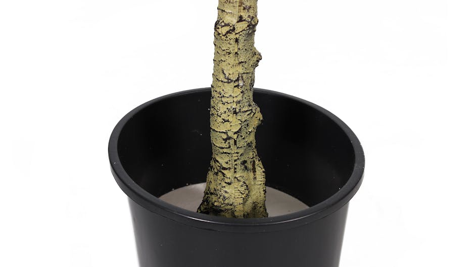 Direct competitor bay tree pot