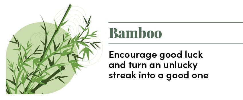 Bamboo info