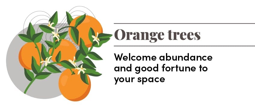 Orange tree decor info - blog post by Blooming Artificial