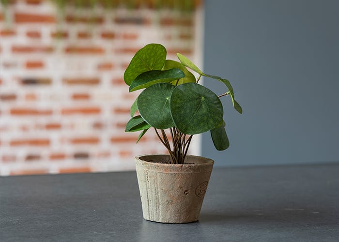 Artificial pilea houseplant by Blooming Artificial