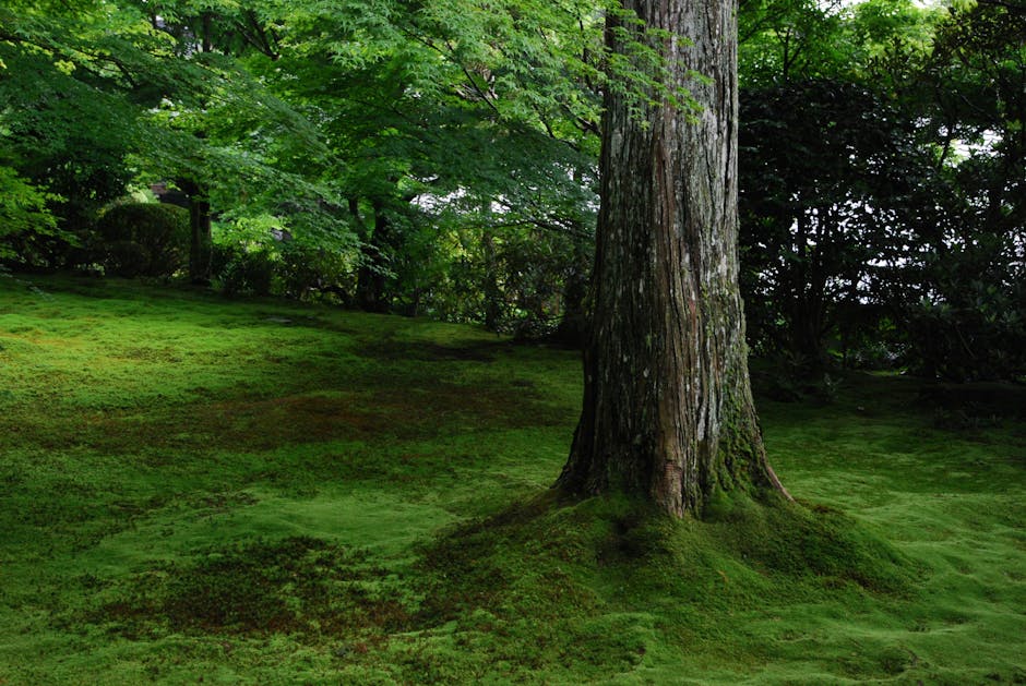Moss garden with a tree