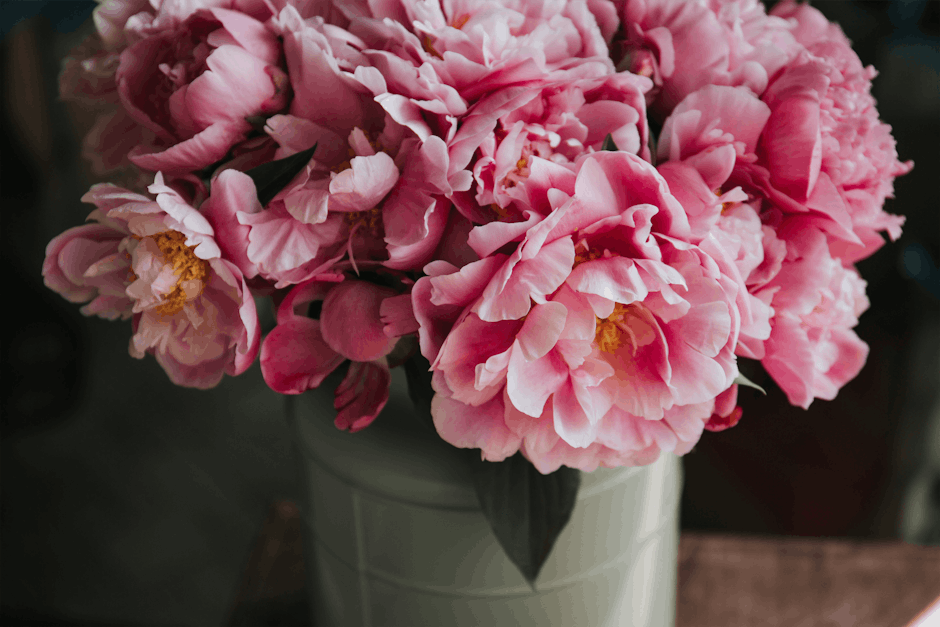 Pink carnation flowers