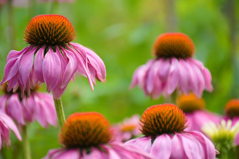 Purple coneflowers