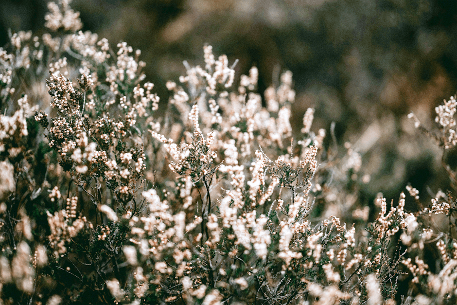 White heather