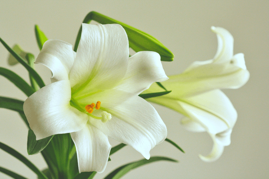 White lilies