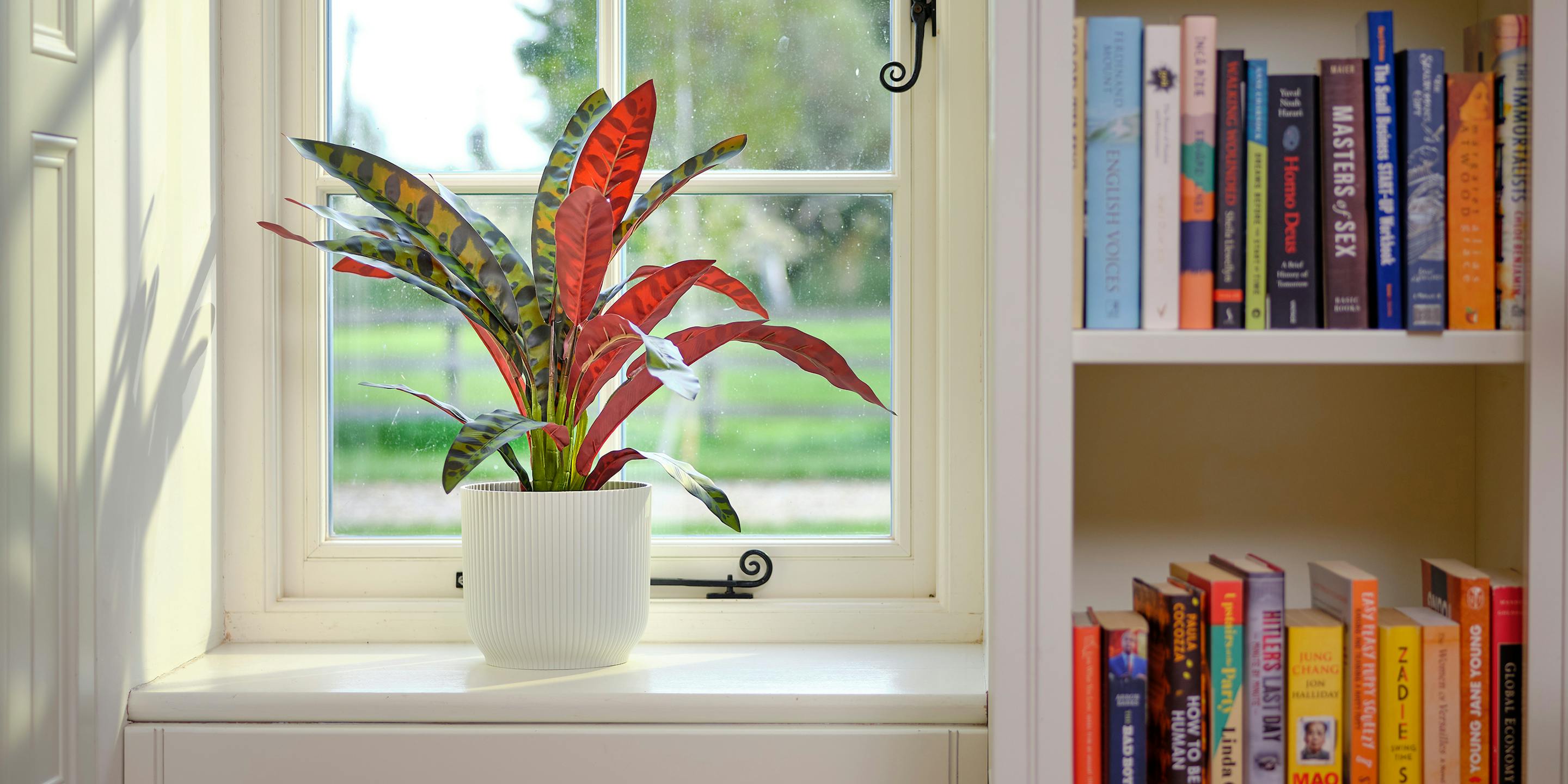 Faux rattlesnake calathea on windowsil