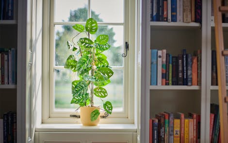Climbing artificial monkey monstera plant lifestyle image on bookcase