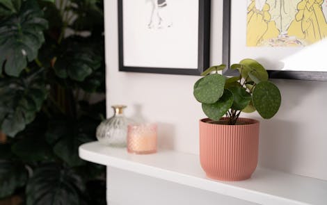 Artificial pilea house plant in pink pot on white mantlepiece