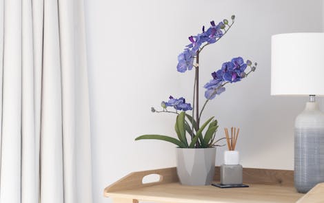Purple vanda orchid on a desk with a lamp
