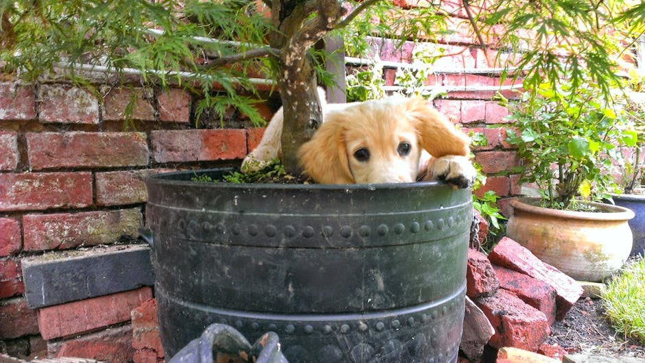 Puppy in plant pot