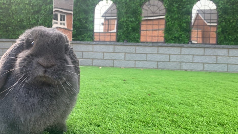 Grey rabbit on grass