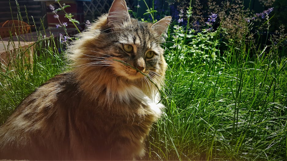 Cat in garden - pets and plants photo gallery