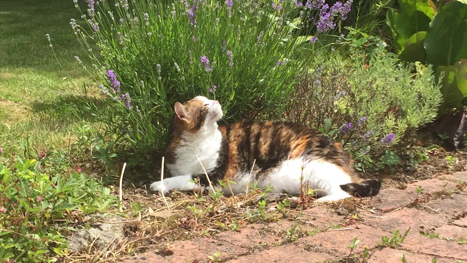 Cat laying with lavender