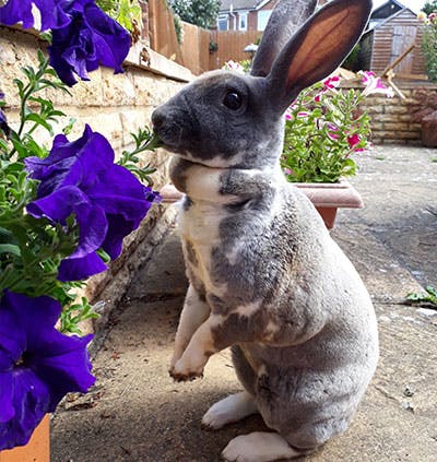 Grey rabbit with flowers