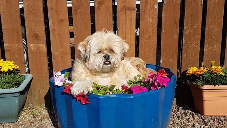 Dog sat in flower pot