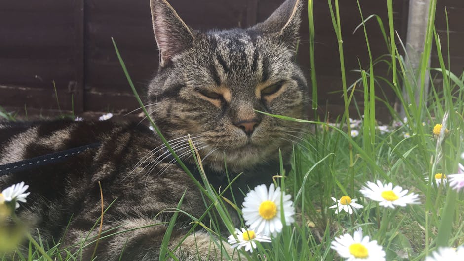 Tabby cat laying in grass