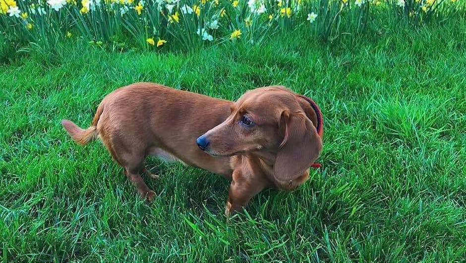 Brown sausage dog in garden