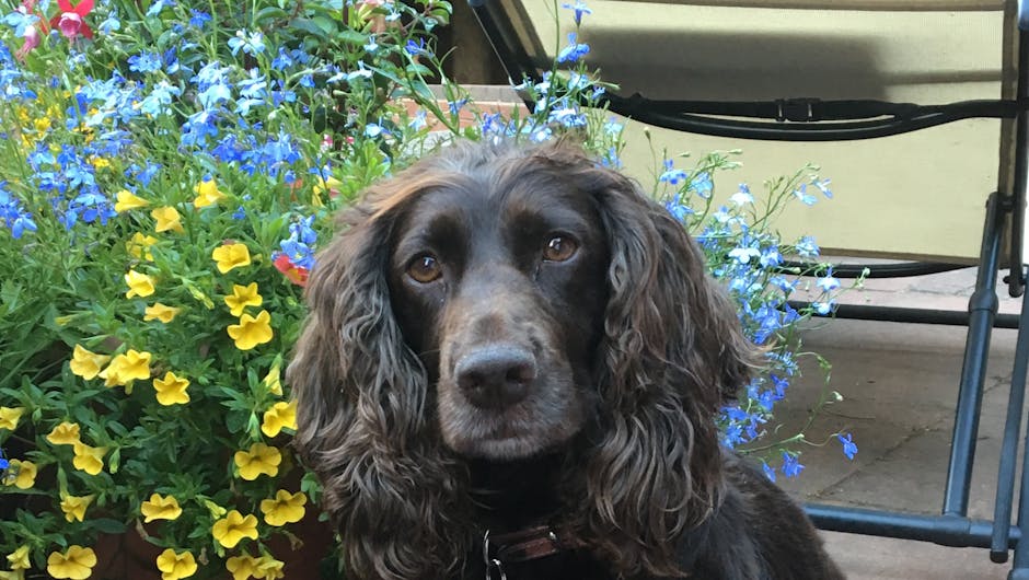 Brown spaniel dog with flowers
