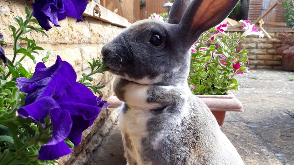 Grey rabbit with purple flowers