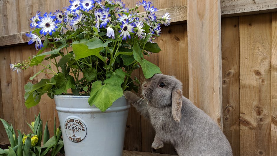 Rabbit with flower pot in garden