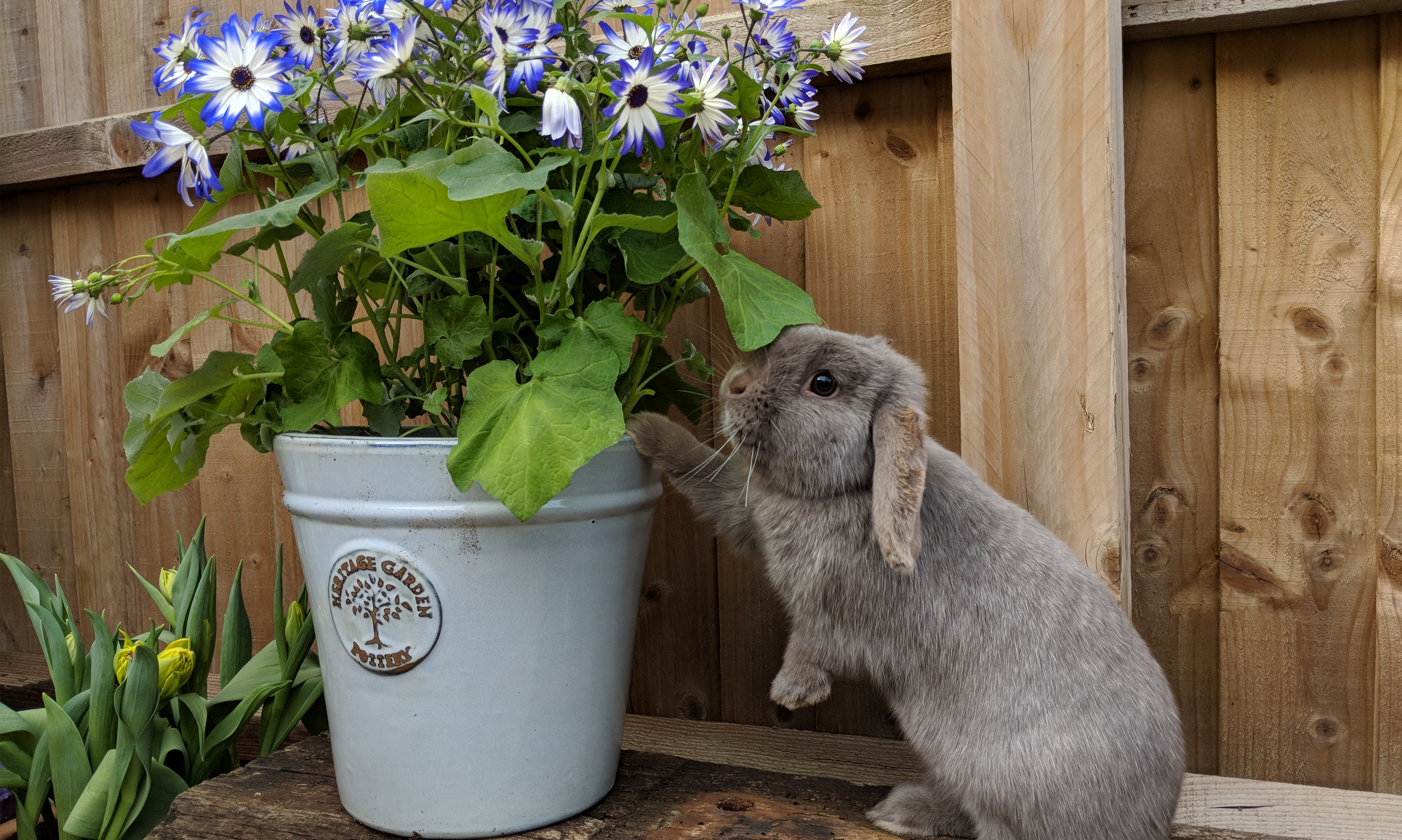 Blooming artificial clearance