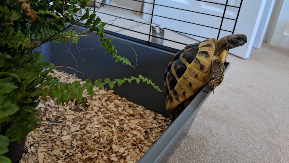 Tortoise climbing out of cage