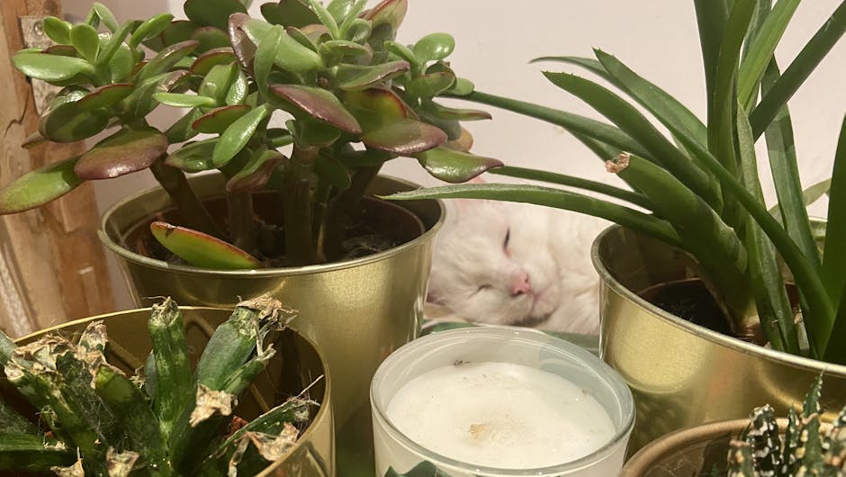 White cat laying amongst houseplants