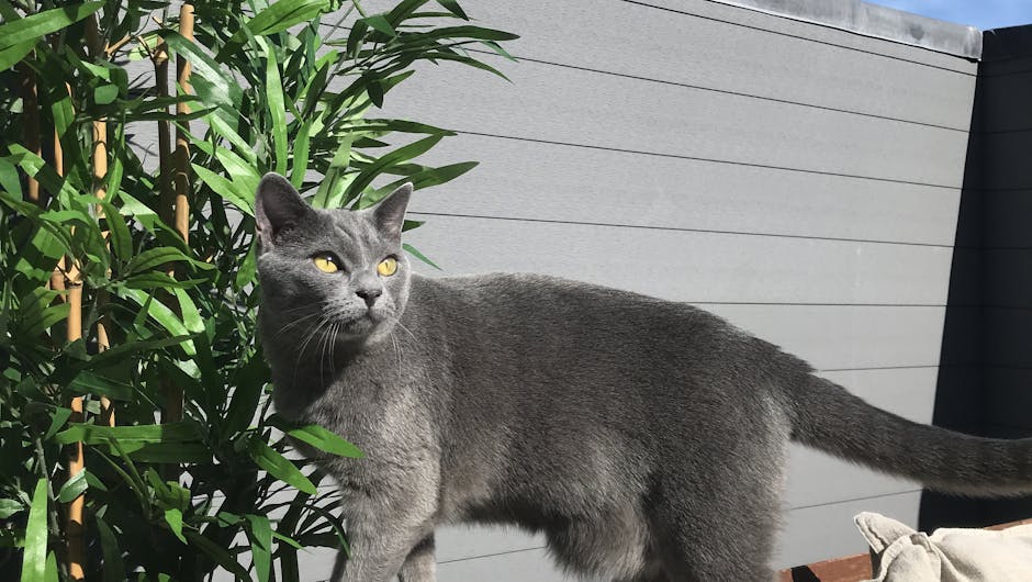 Grey cat with artificial oriental bamboo tree