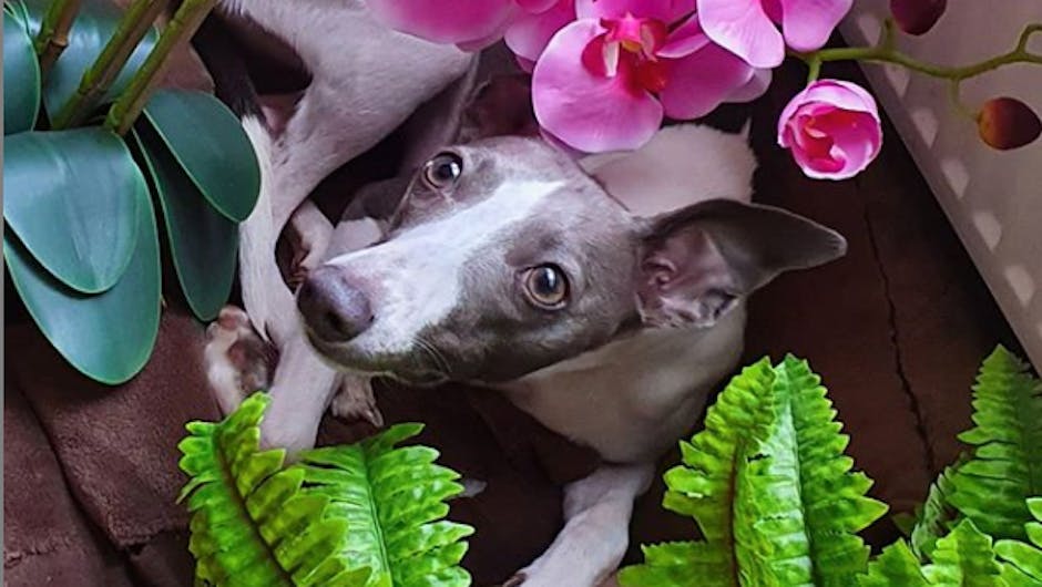 Dog with pink artificial orchid