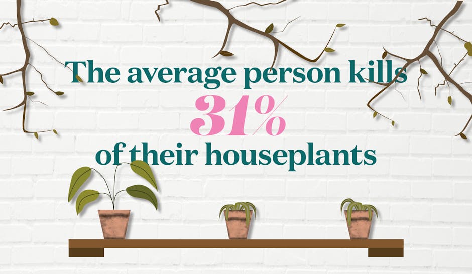 Houseplant info - blog post by Blooming Artificial