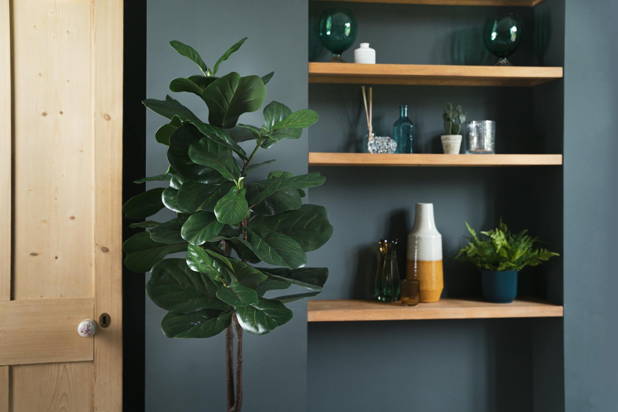 Faux fiddle leaf fig tree in dark blue interior