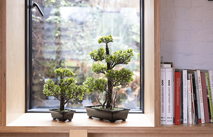 Artificial podocarpus bonsai on windowsill