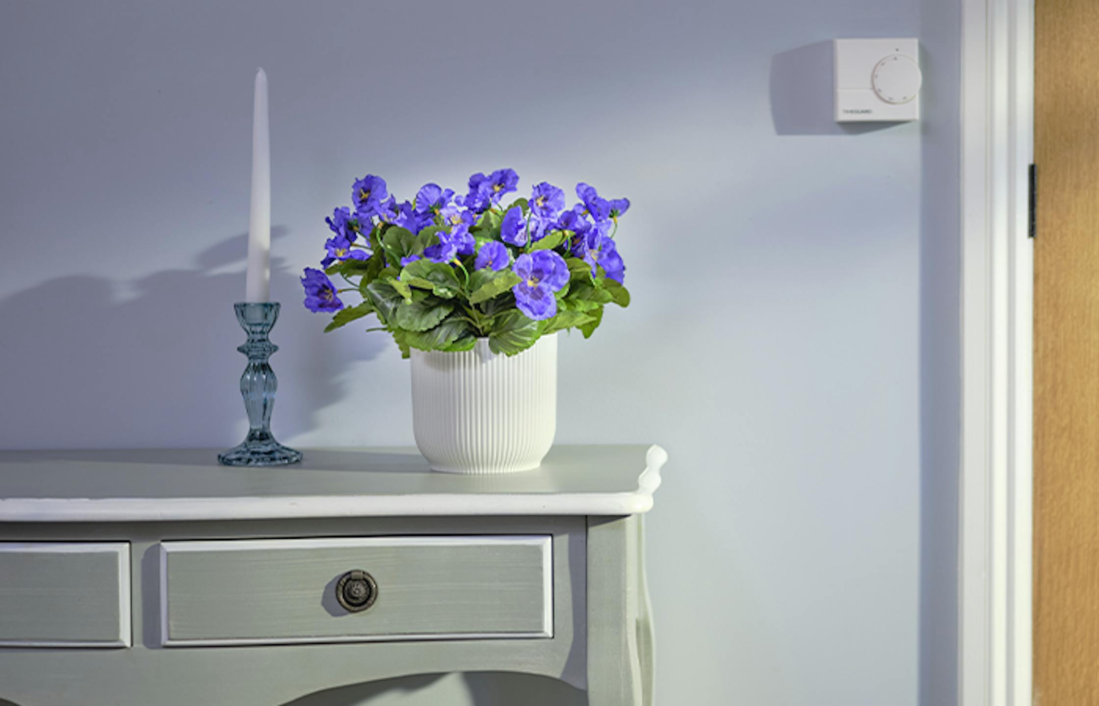 Blue pansy bushes in blue room
