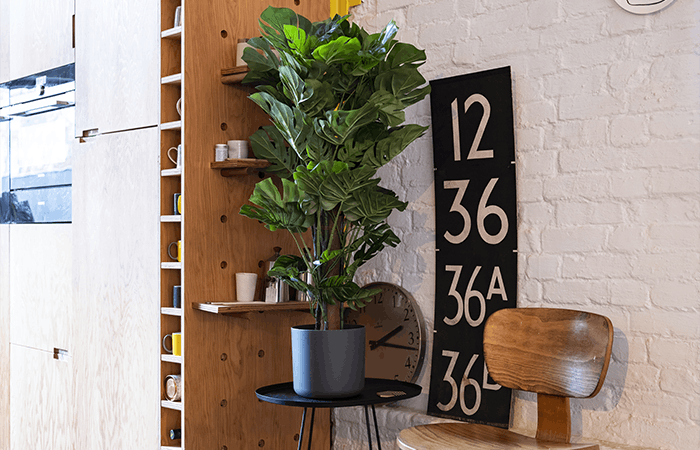 Artificial cheese plant next to wooden chair