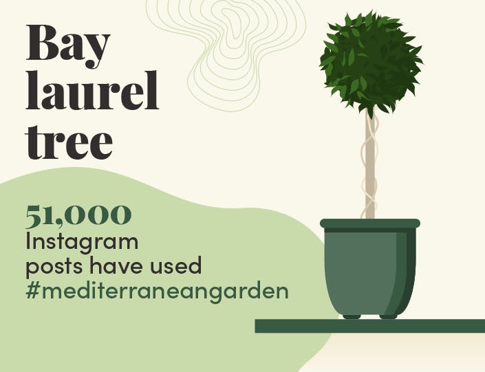 Bay laurel tree graphic - blog post by Blooming Artificial