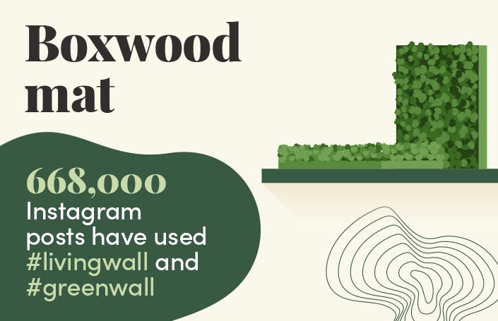 Boxwood foliage mat info