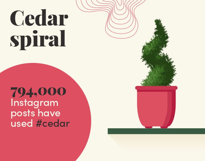Cedar spiral info