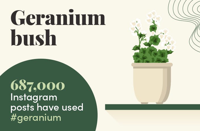 Geranium bush graphic