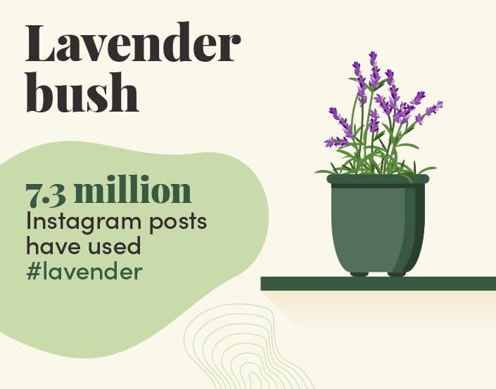 Lavender bush graphic