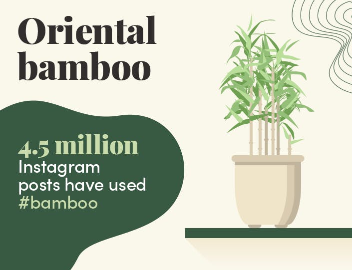Oriental bamboo Instagram popularity