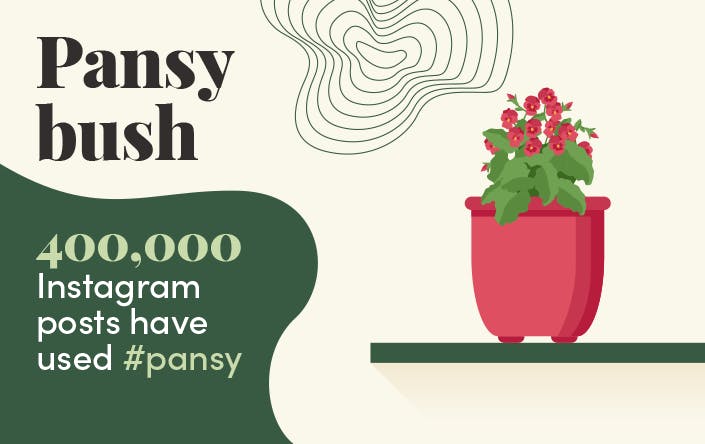Pansy bush Instagram info