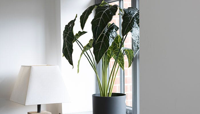 Artificial alocasia plant on window sill