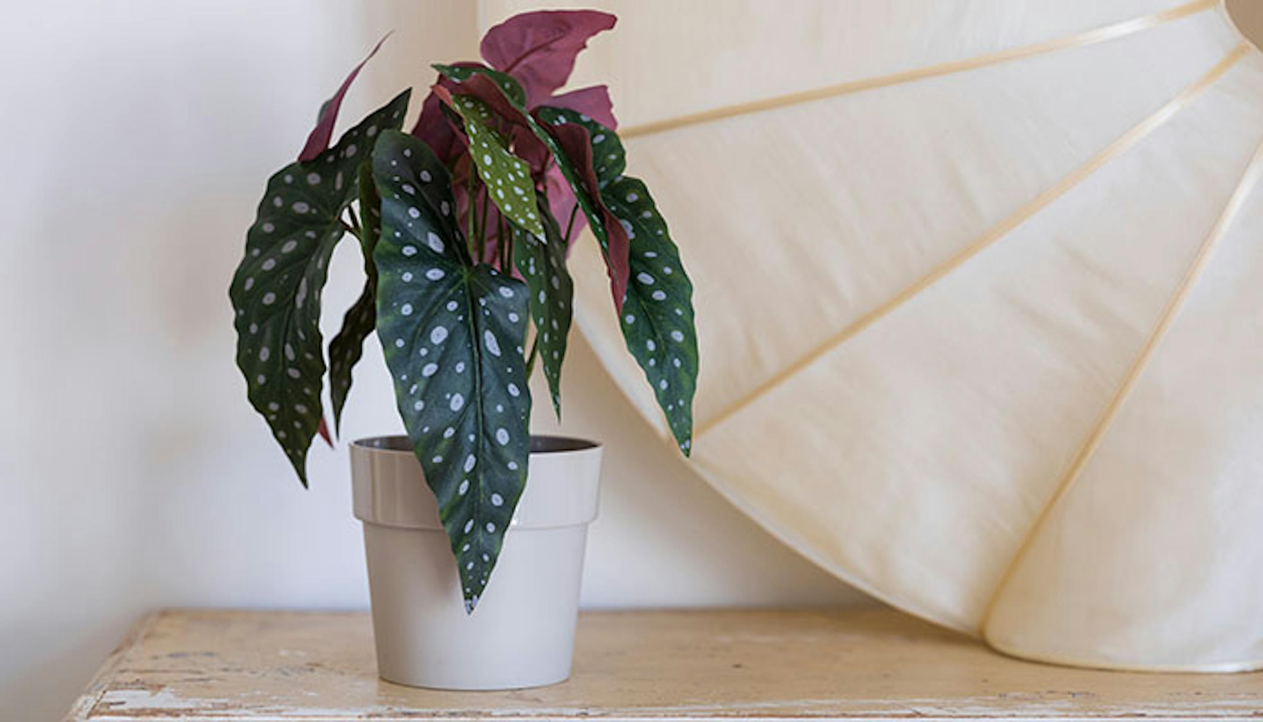 Faux begonia maculata houseplant by Blooming Artificial