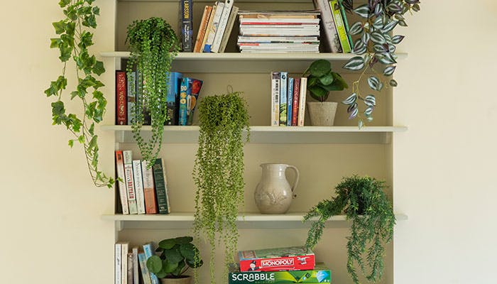 Artificial houseplants trailing down bookshelf